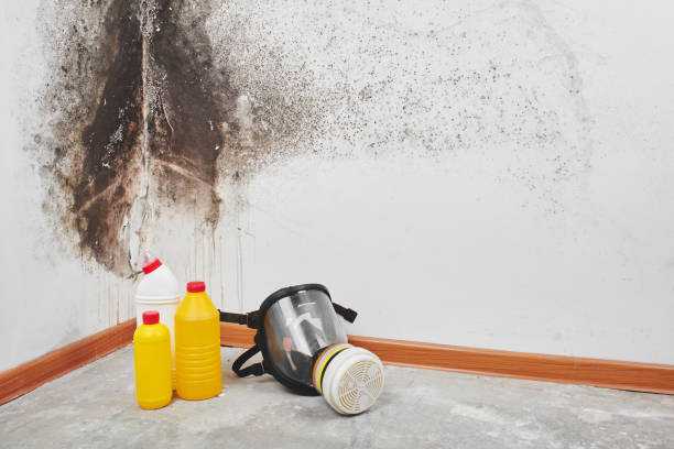 Best Emergency Mold Removal  in Fayetteville, AL