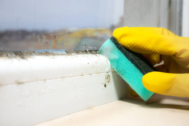 Certified Mold Removal in Fayetteville, AL