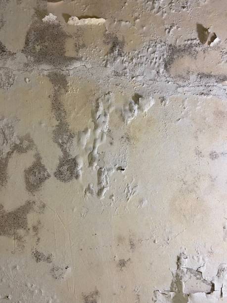 Best Toxic Mold Removal  in Fayetteville, AL