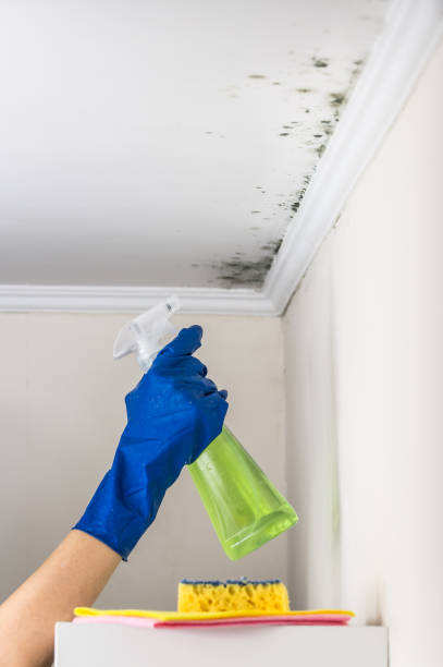 Crawl Space Mold Removal in Fayetteville, AL