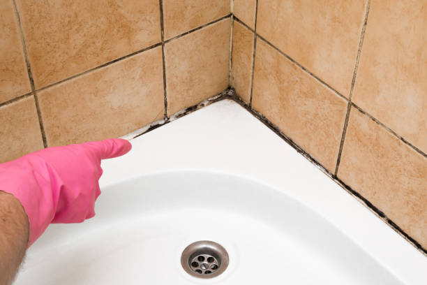 Best Fast Mold Removal  in Fayetteville, AL