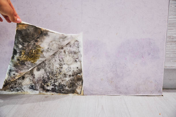 Best Professional Mold Removal  in Fayetteville, AL